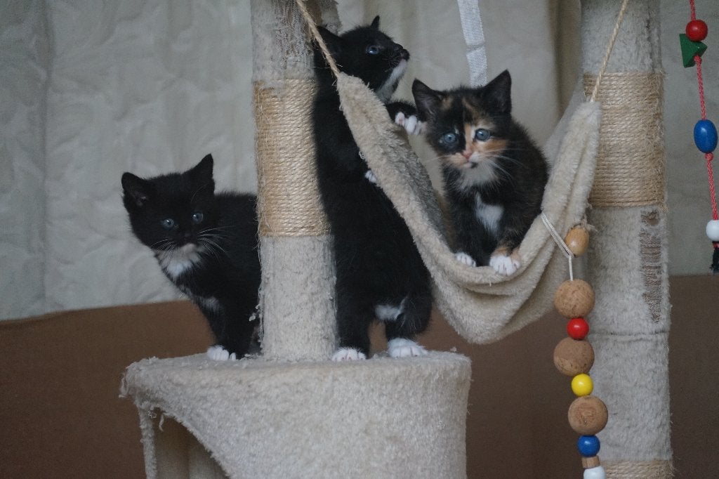 gezonde mooie kittens, Dieren en Toebehoren, Meerdere dieren, Kortharig, 0 tot 2 jaar