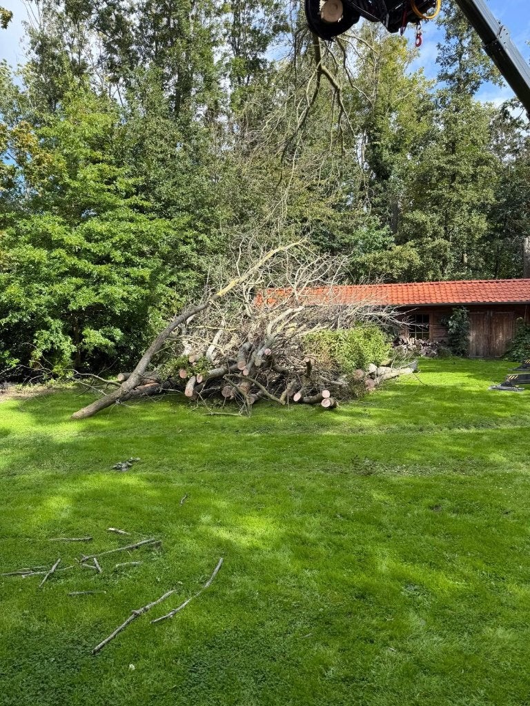 haardhout gratis, Tuin en Terras, 6 m³ of meer, Ophalen, Essenhout, Stammen