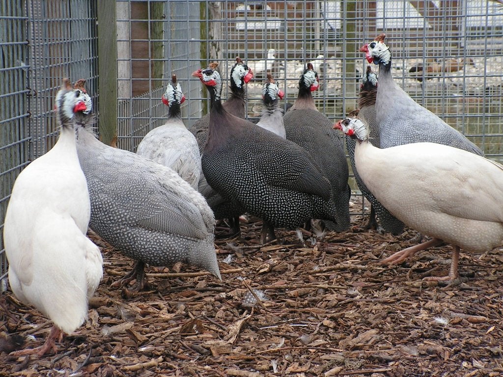 Parelhoenders | Jonge dieren | Passend advies, Meerdere dieren, Overige soorten