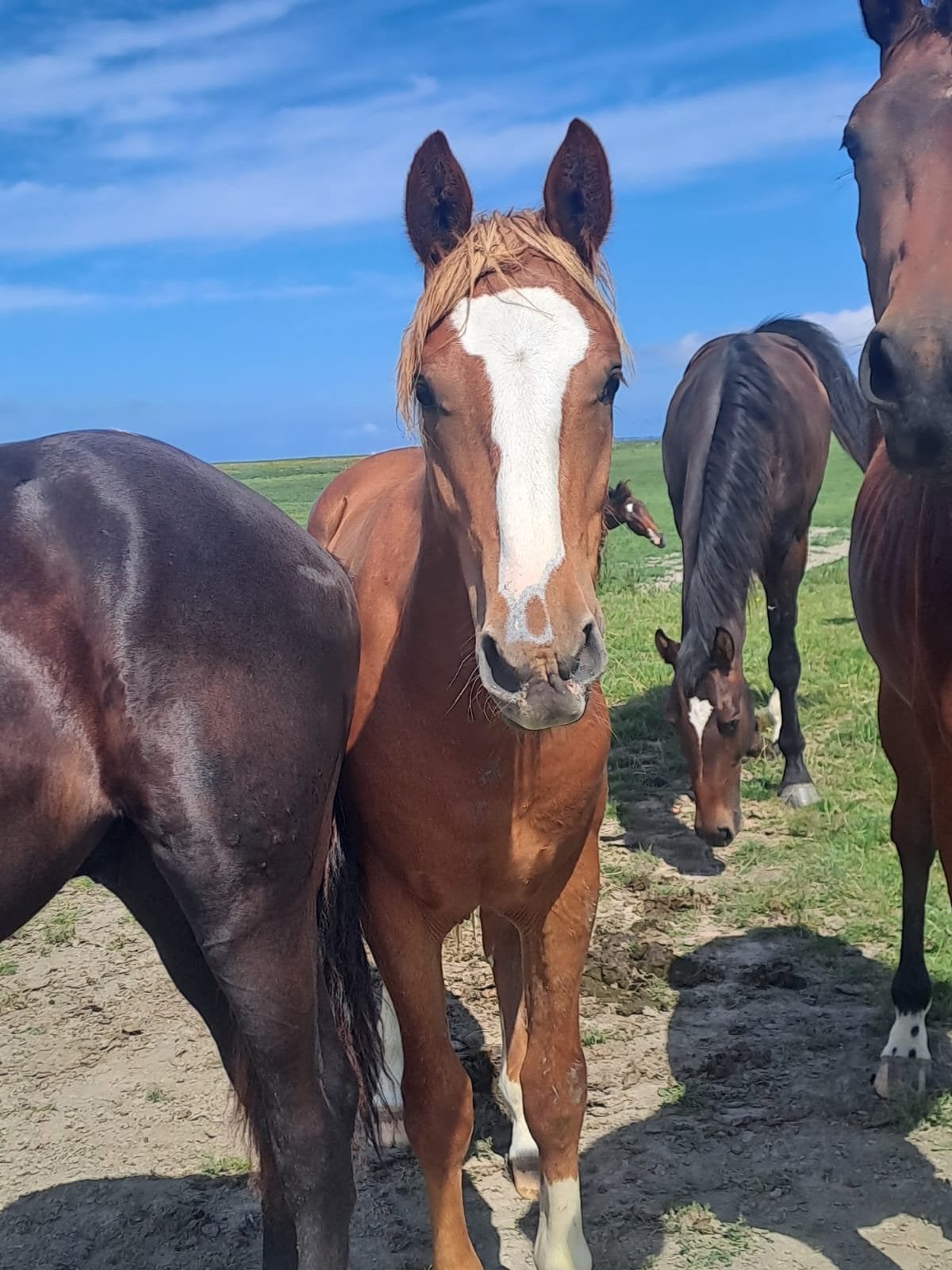 Stoere 2 jarige hengst., Dieren en Toebehoren, Pony's, Hengst, A pony (tot 1.17m), Ontwormd, 0 tot 2 jaar
