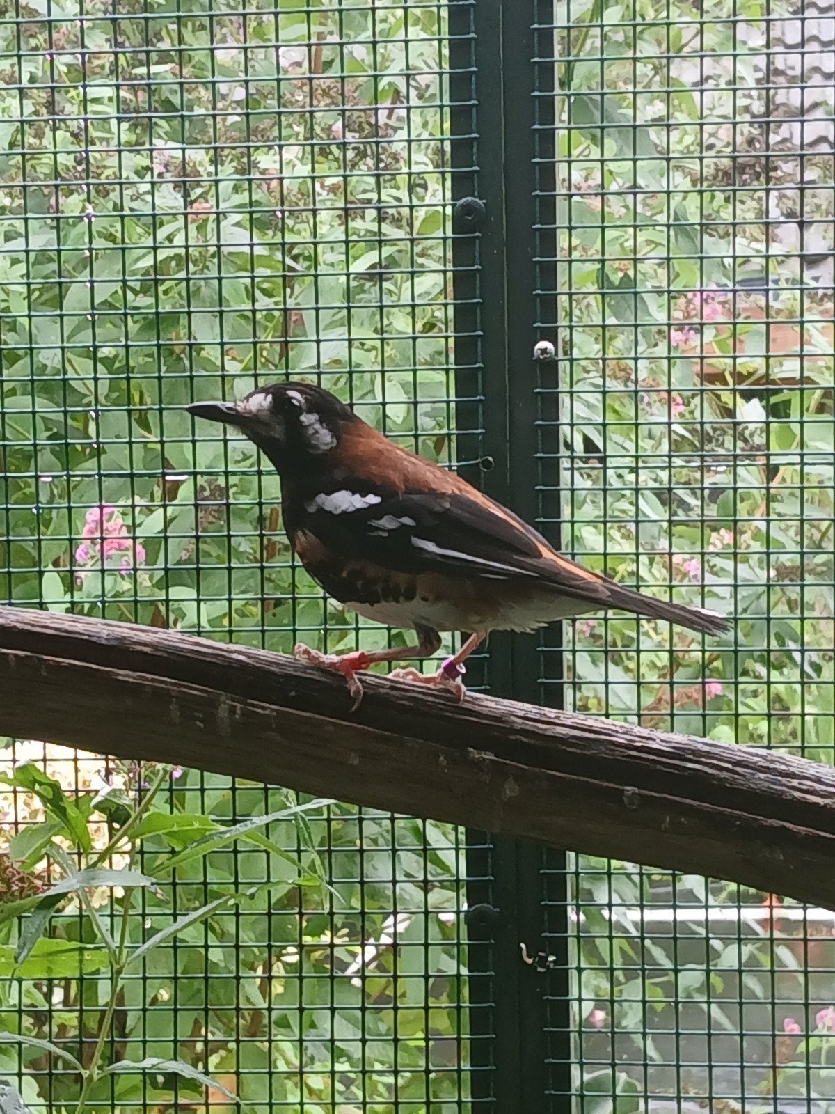 koppel kastanjerug lijsters, Meerdere dieren, Tropenvogel, Geringd