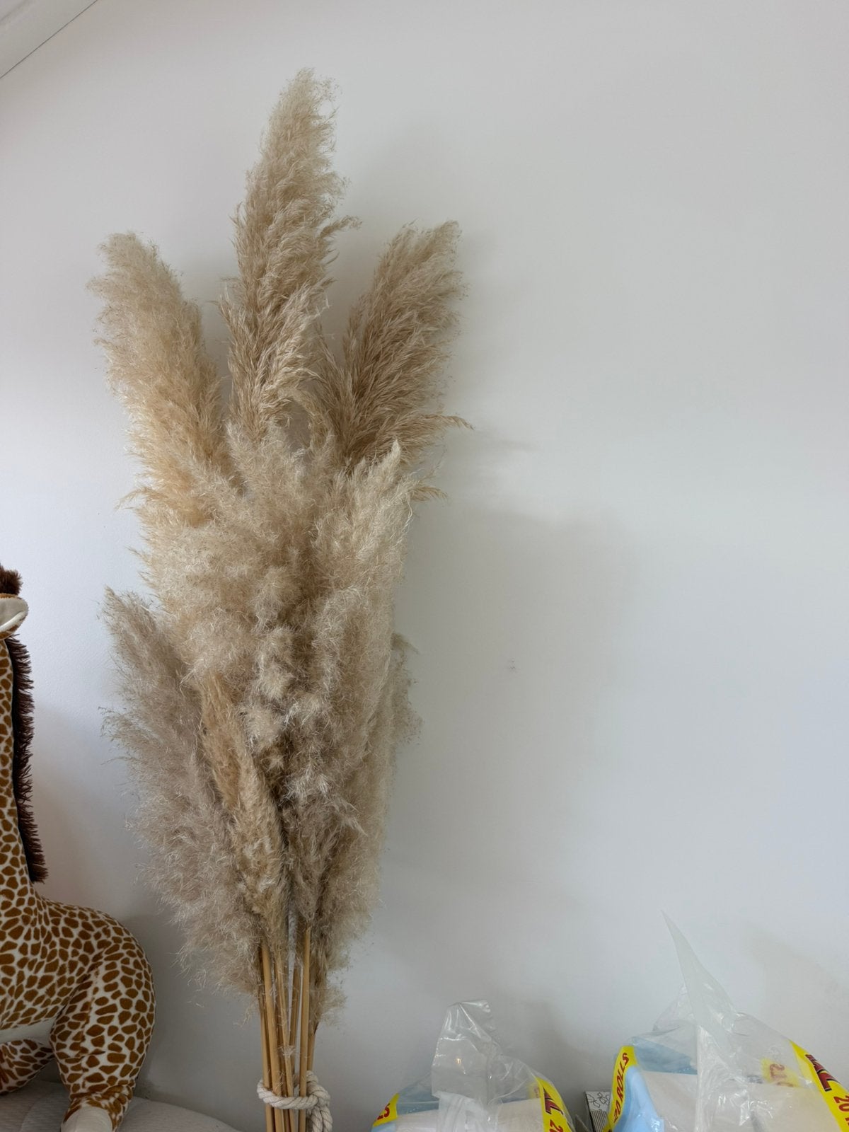 Lange pampas gras, Ophalen, Zo goed als nieuw
