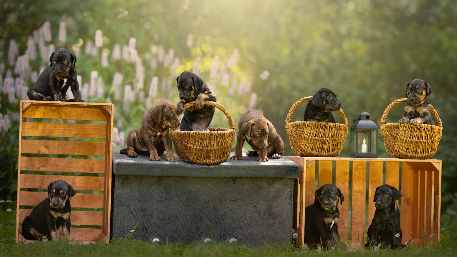 Prachtige raszuivere catahoula pups, Parvo, Overige rassen, 8 tot 15 weken, Meerdere