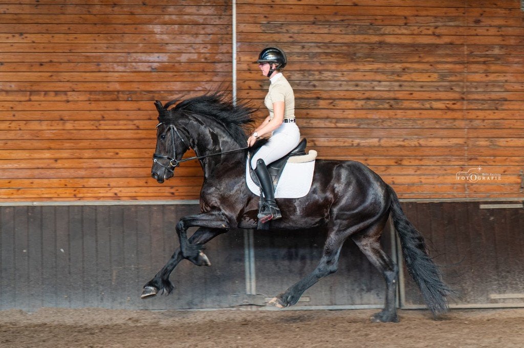 Veelbelovende 4-jarige Friese merrie, Dieren en Toebehoren, Merrie, Dressuurpaard, 3 tot 6 jaar, 160 tot 165 cm