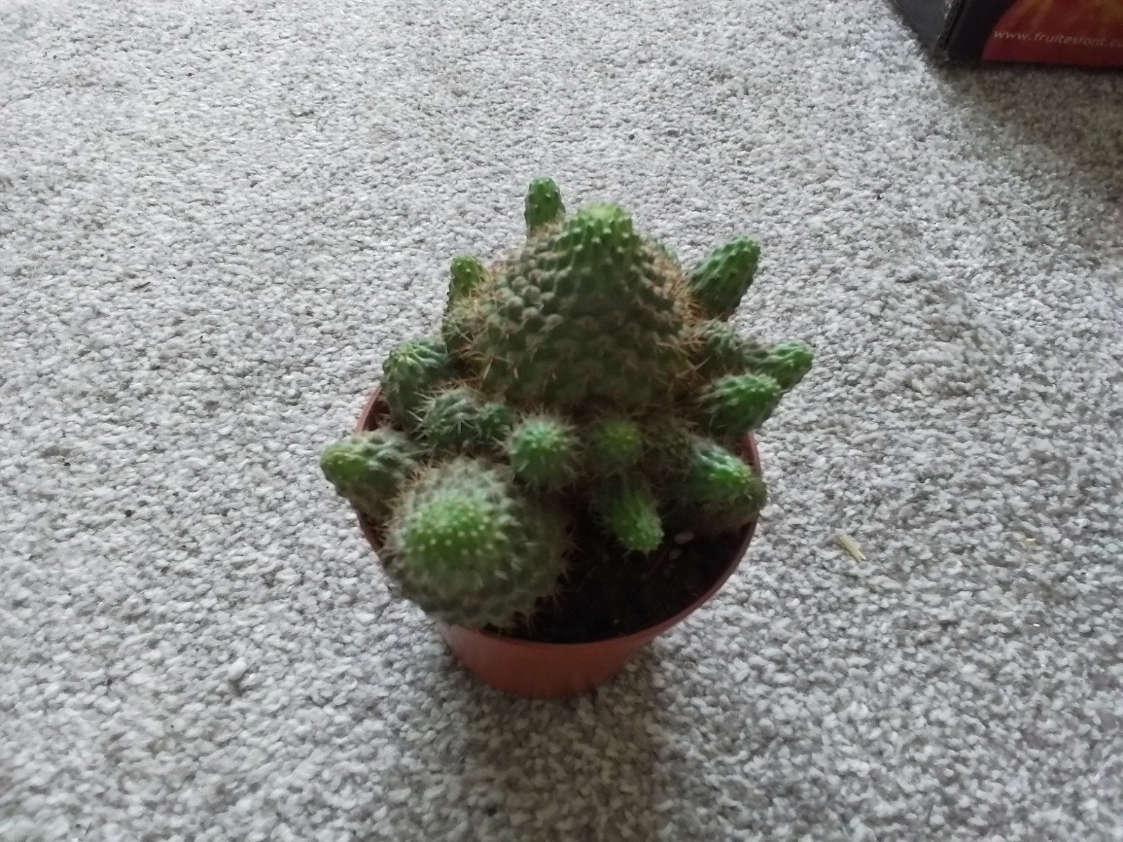 Leuk cactus plantje met veel uitlopers, Minder dan 100 cm, Halfschaduw, Ophalen of Verzenden, In pot