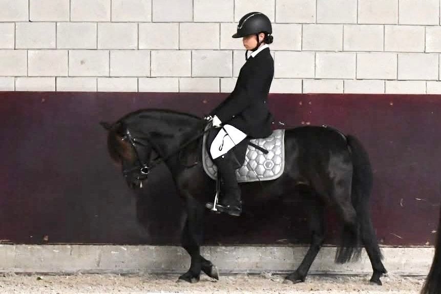Lieve zwarte B-pony, Dieren en Toebehoren, Pony's, Merrie, 7 tot 10 jaar, B pony (1.17m tot 1.27m), Recreatiepony