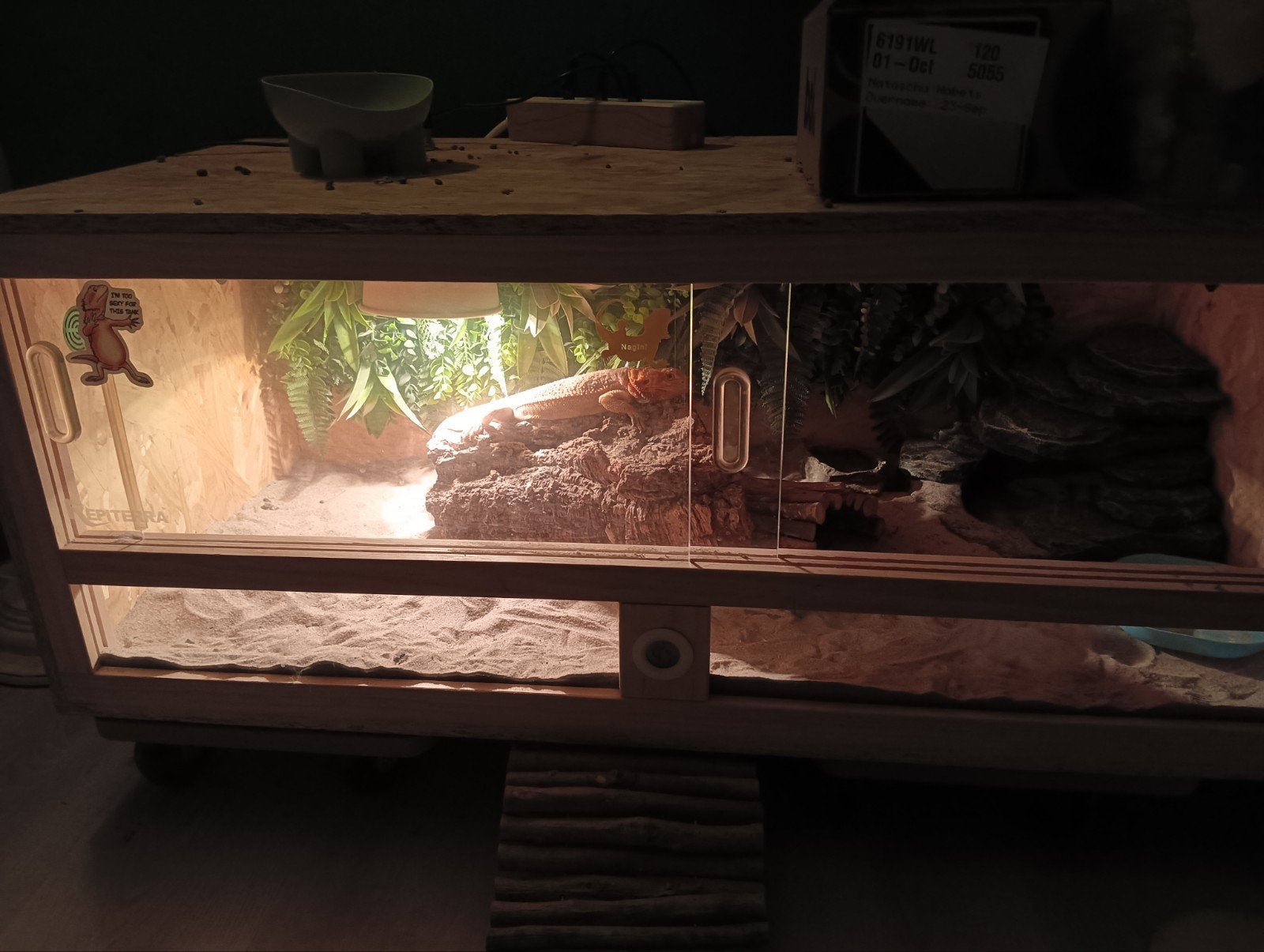 baardagaam incl terrarium Bearded Dragon photo 4
