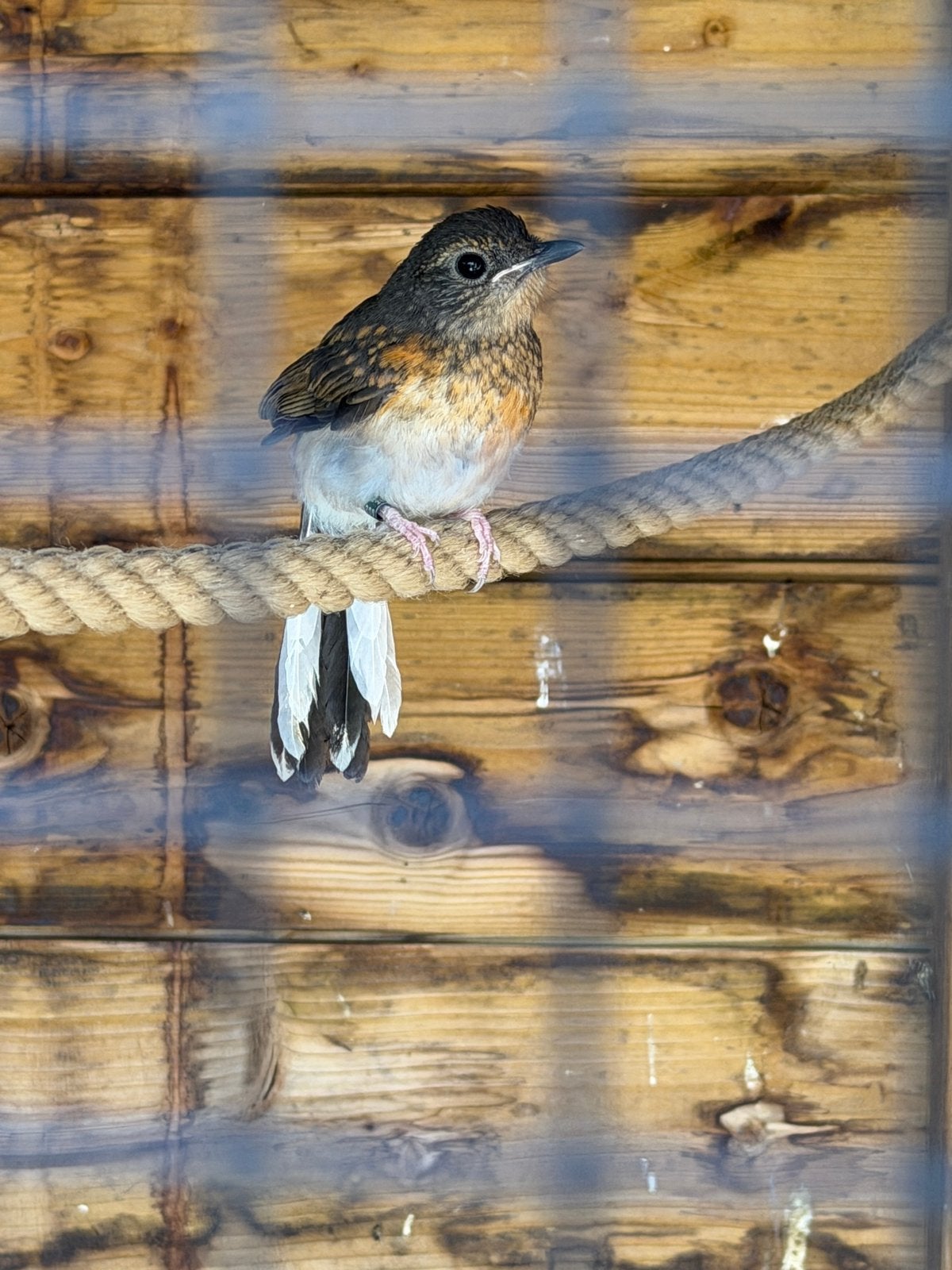 Schamalijster, Dieren en Toebehoren, Vogels | Overige Vogels, Vrouwelijk, Geringd