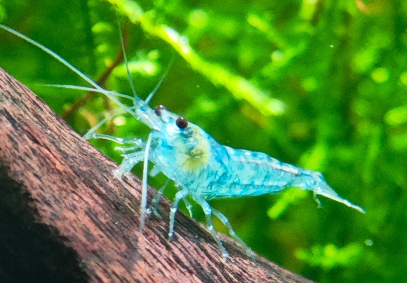 Blue Jelly Neocaridina garnalen - eigen kweek, Dieren en Toebehoren, Vissen | Aquariumvissen, Kreeft, Krab of Garnaal, Zoetwatervis