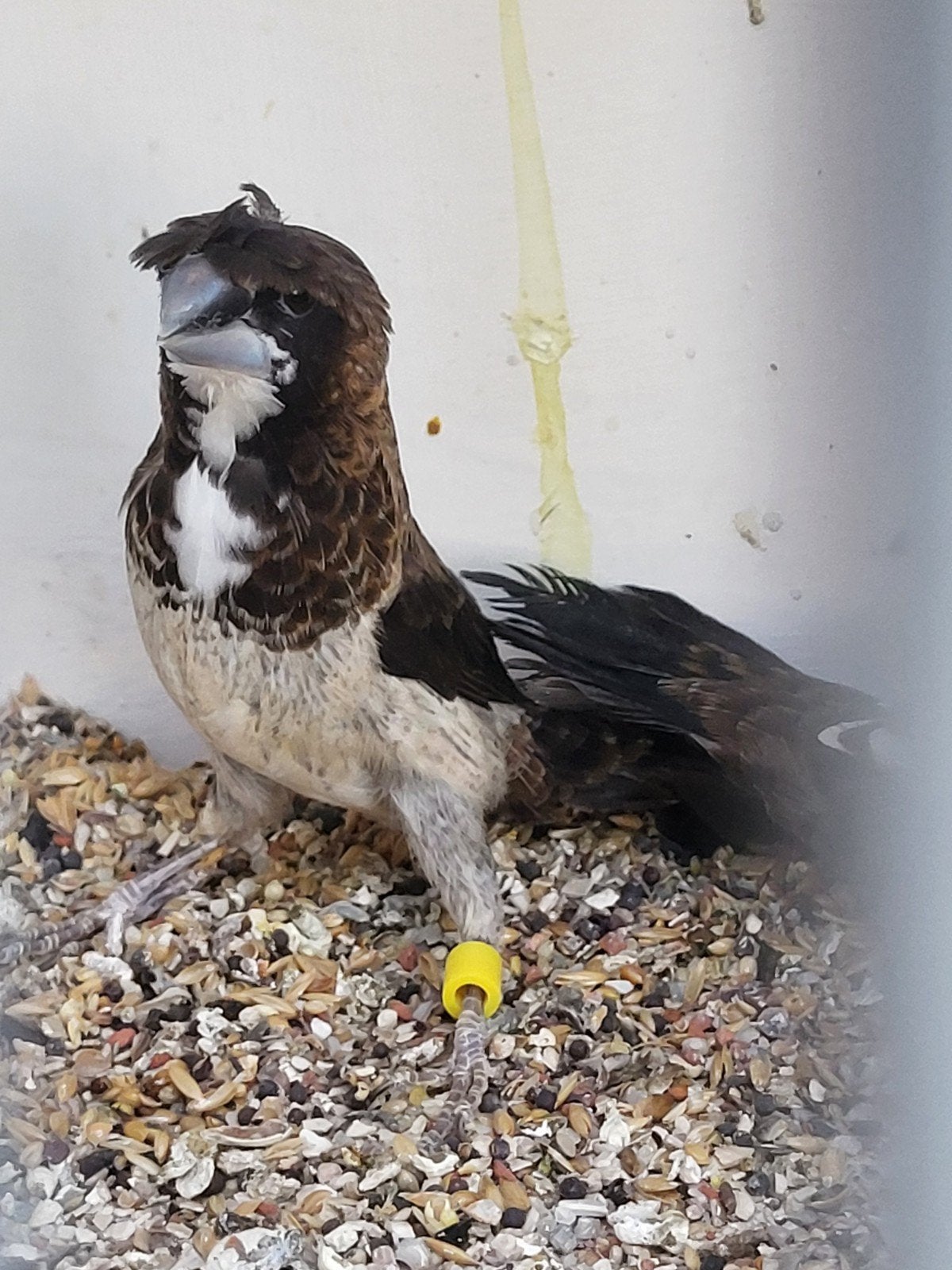 japanse meeuwtjes, verschillende koppels, kweekrijp, Dieren en Toebehoren, Vogels | Overige Vogels, Meerdere dieren