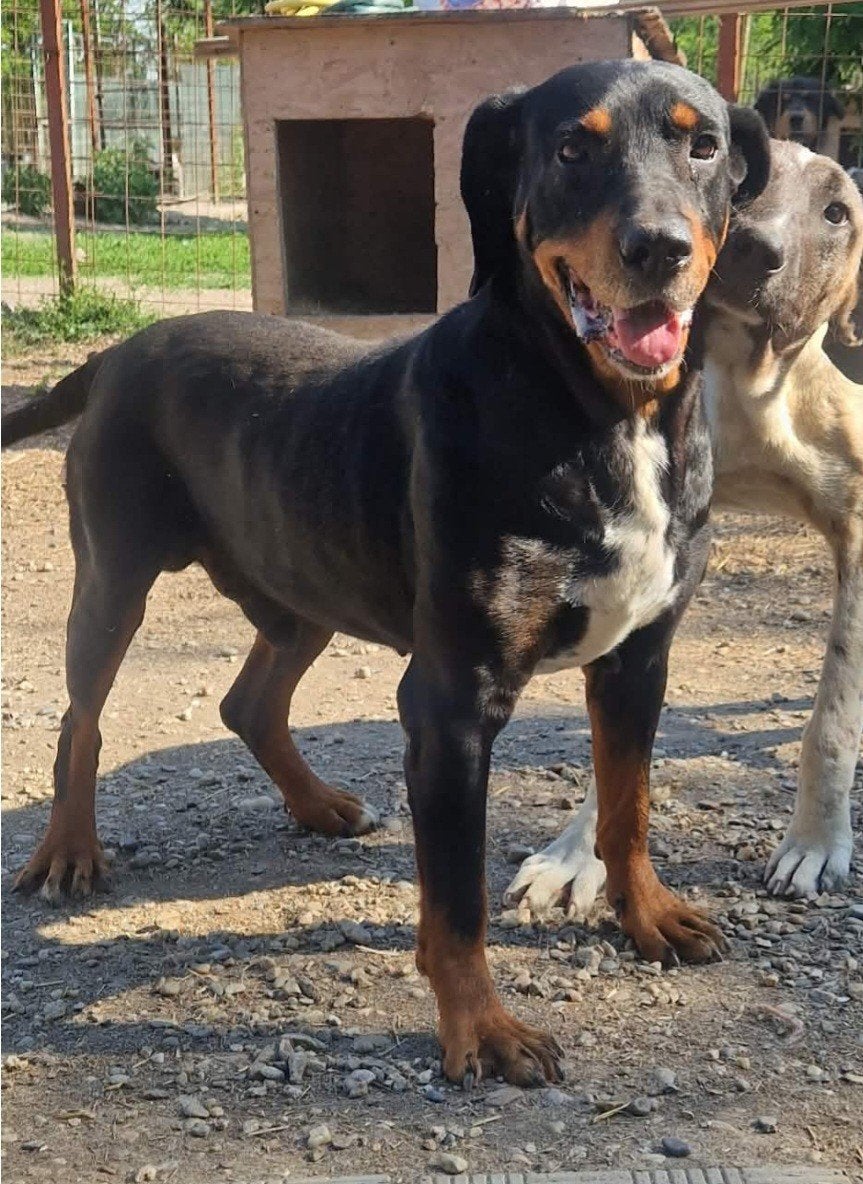 Bono zoekt baasje, Dieren en Toebehoren, 6 jaar of ouder, Particulier, Buitenland, Parvo