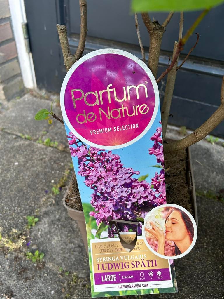 Seringen 'Ludwig Späth' - Parfum de Nature, Tuin en Terras, Planten | Tuinplanten, Vaste plant, Overige soorten, Volle zon, Lente