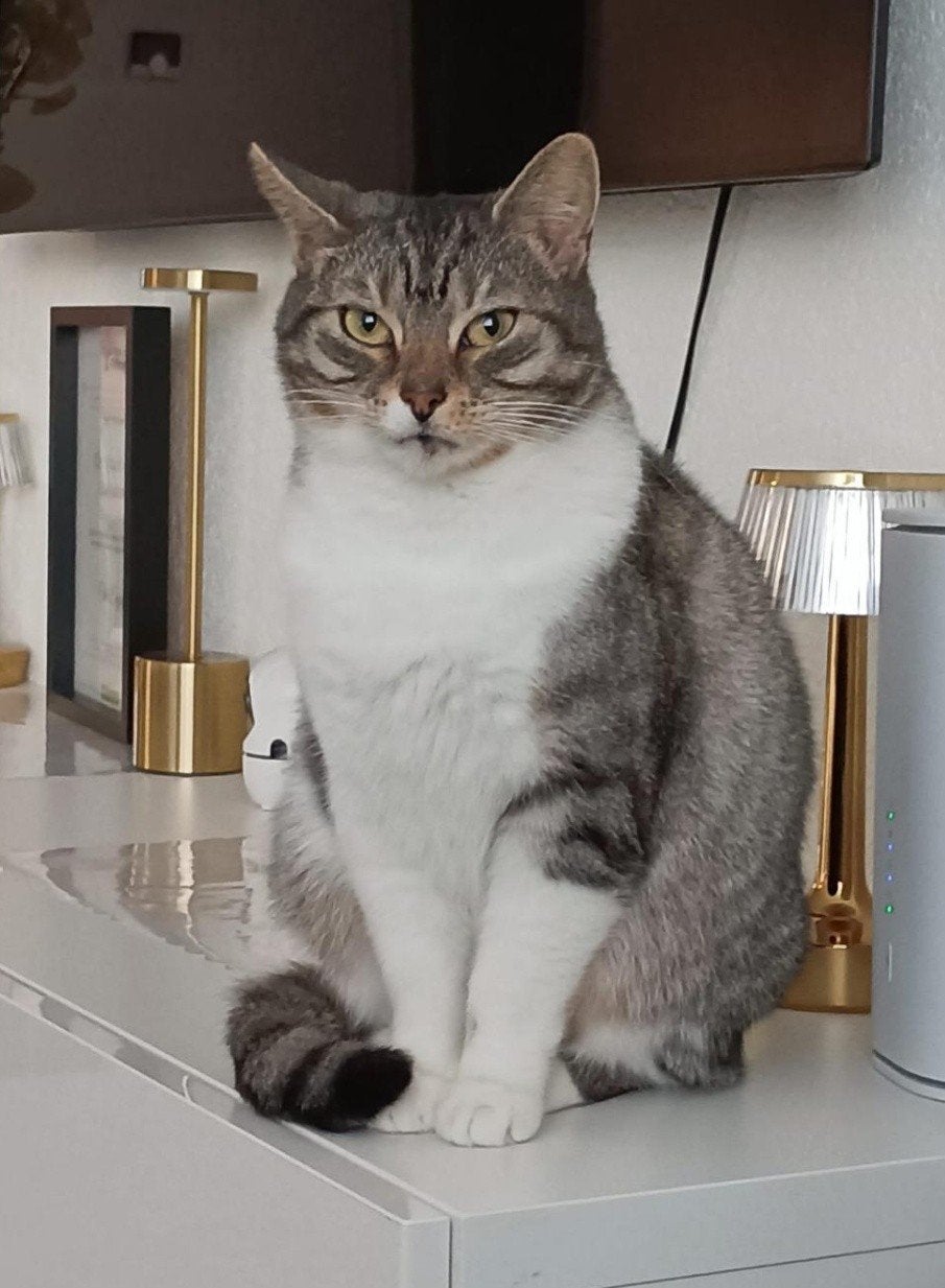 Gratis Twee Katten (Ophalen in Den Haag), Poes