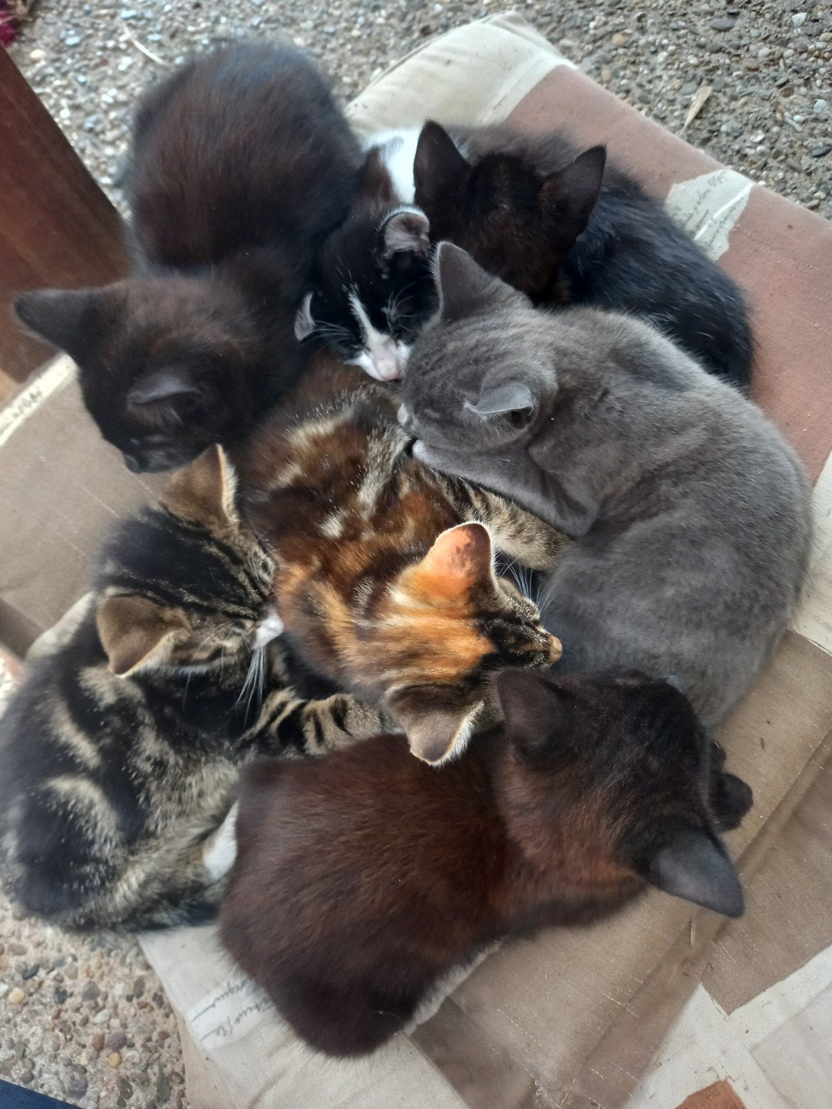 Lieve kittens, verschillende kleuren, katertjes en poezen, Meerdere dieren, Kortharig, 0 tot 2 jaar