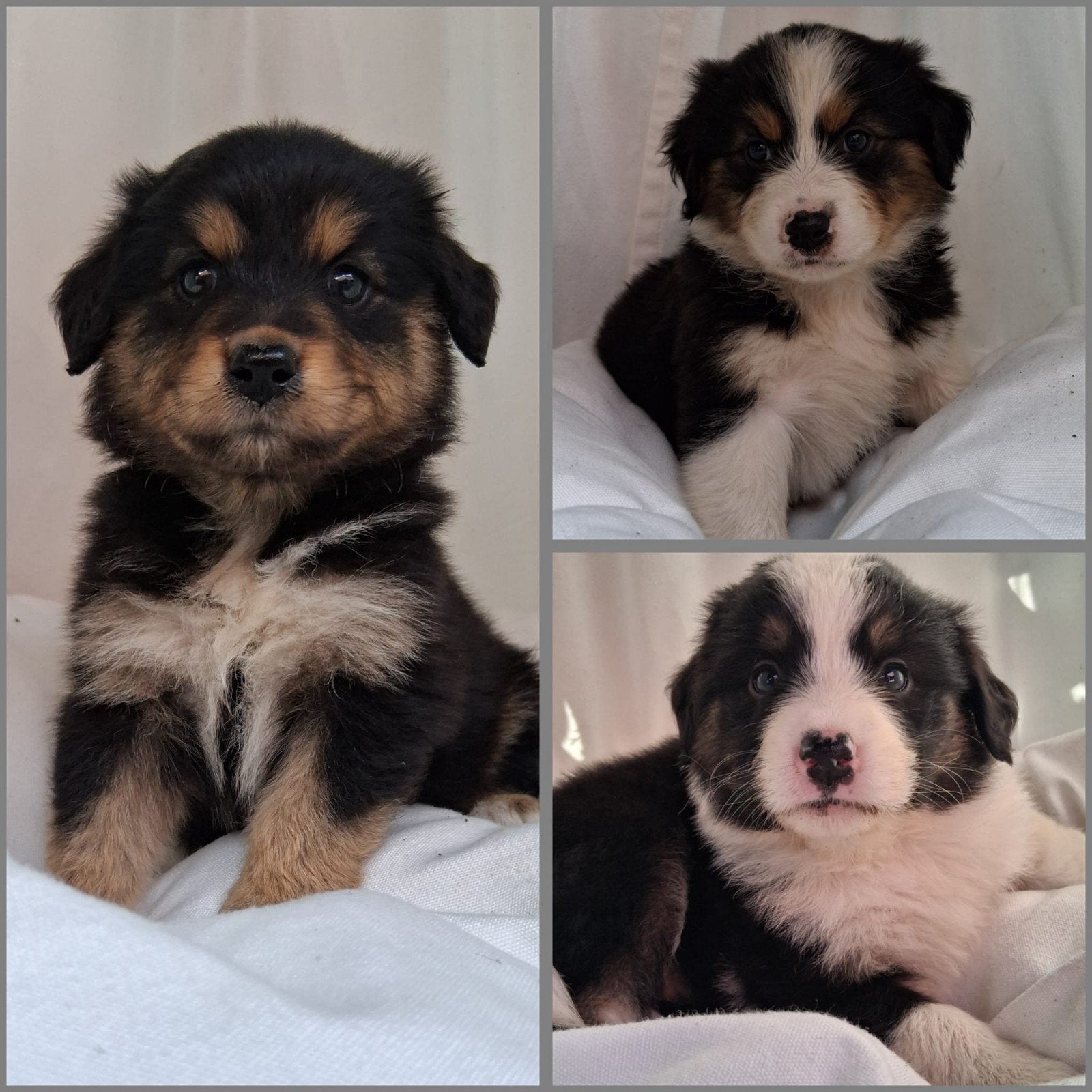 Australian Sheperd x Golden Retriever pups, Parvo, Overige rassen, 8 tot 15 weken, Meerdere