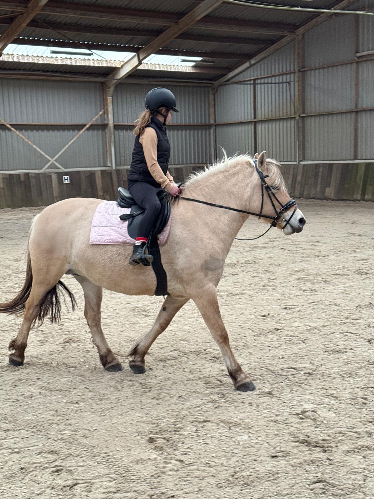Fjorden merrie te koop, Dieren en Toebehoren, B, 3 tot 6 jaar, Recreatiepony, Merrie