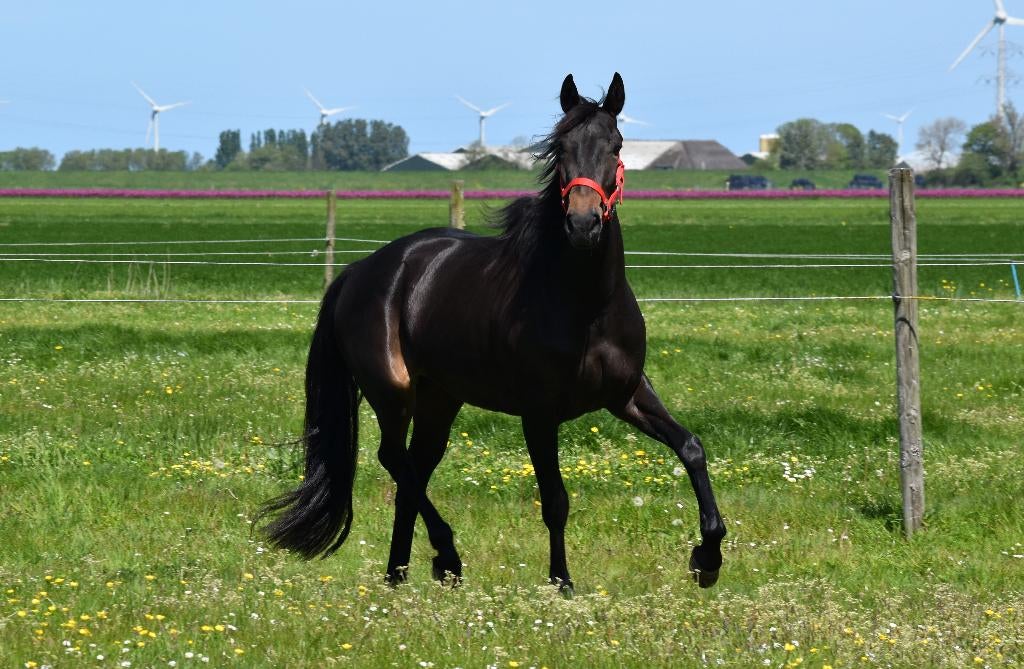 prachtige 3 jarige dravermerrie, Dieren en Toebehoren, Paarden, Merrie, Minder dan 160 cm, Met stamboom, 3 tot 6 jaar