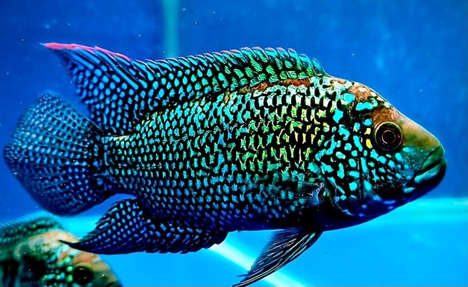 Schitterend kweekkoppel cichliden, Vis, Zoetwatervis