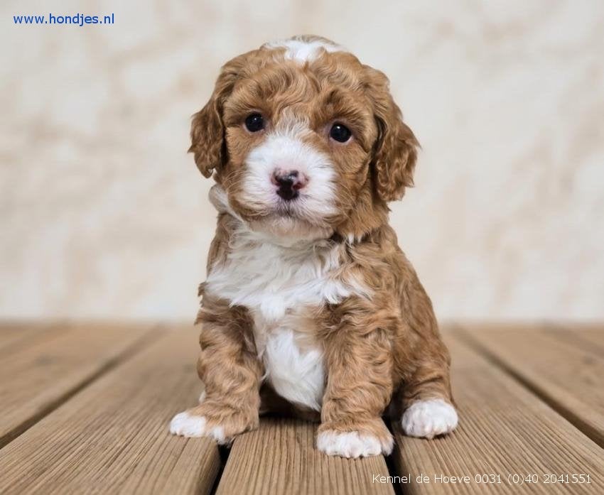 Vind je maatje: Gezonde & sociale pups bij Kennel de Hoeve!, Dieren en Toebehoren, Honden | Chihuahua's en Gezelschapshonden, Parvo