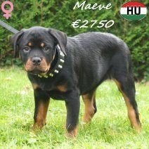 Rottweiler pups - robuuste teefjes te koop, 15 weken tot 1 jaar, Handelaar, Buitenland, Teef
