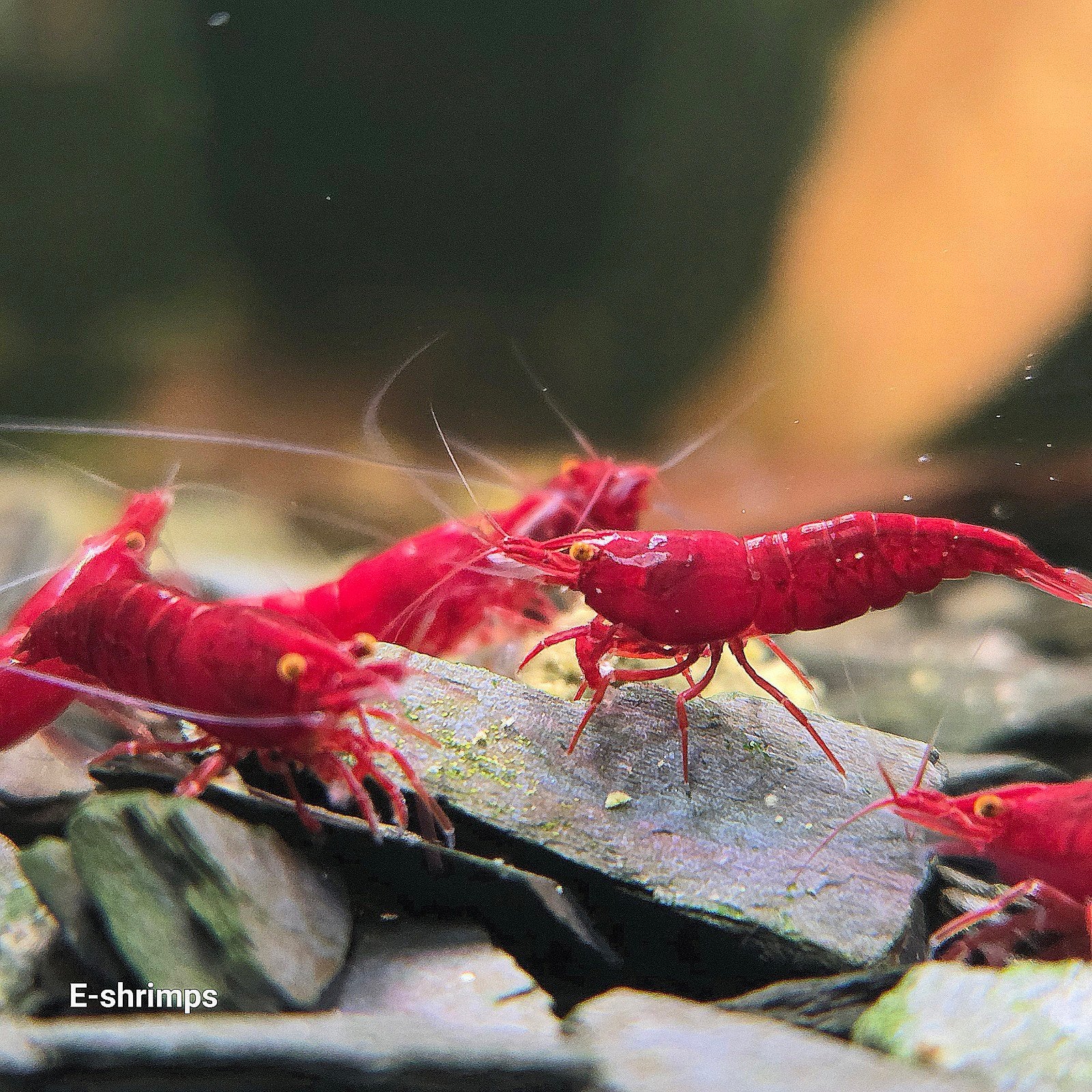 ☑️Rode | Bloody Mary OE Neocaridina-garnalen / in kweek, Kreeft, Krab of Garnaal, Zoetwatervis, Schoolvis