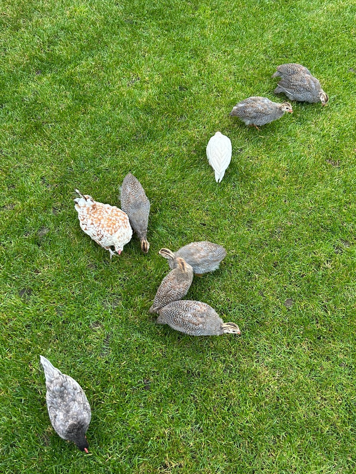 8 parelhoenders te koop!, Dieren en Toebehoren, Meerdere dieren, Kip