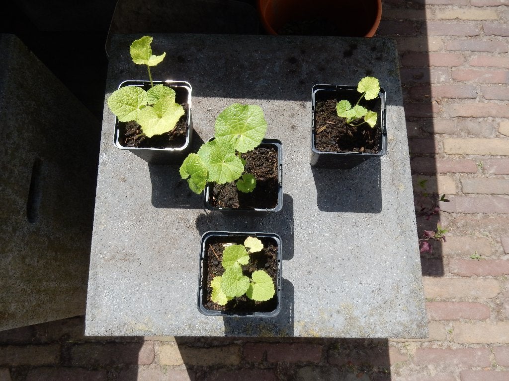 STOKROOS  Dubbel Geel, Volle zon, Vaste plant, Zomer, Ophalen