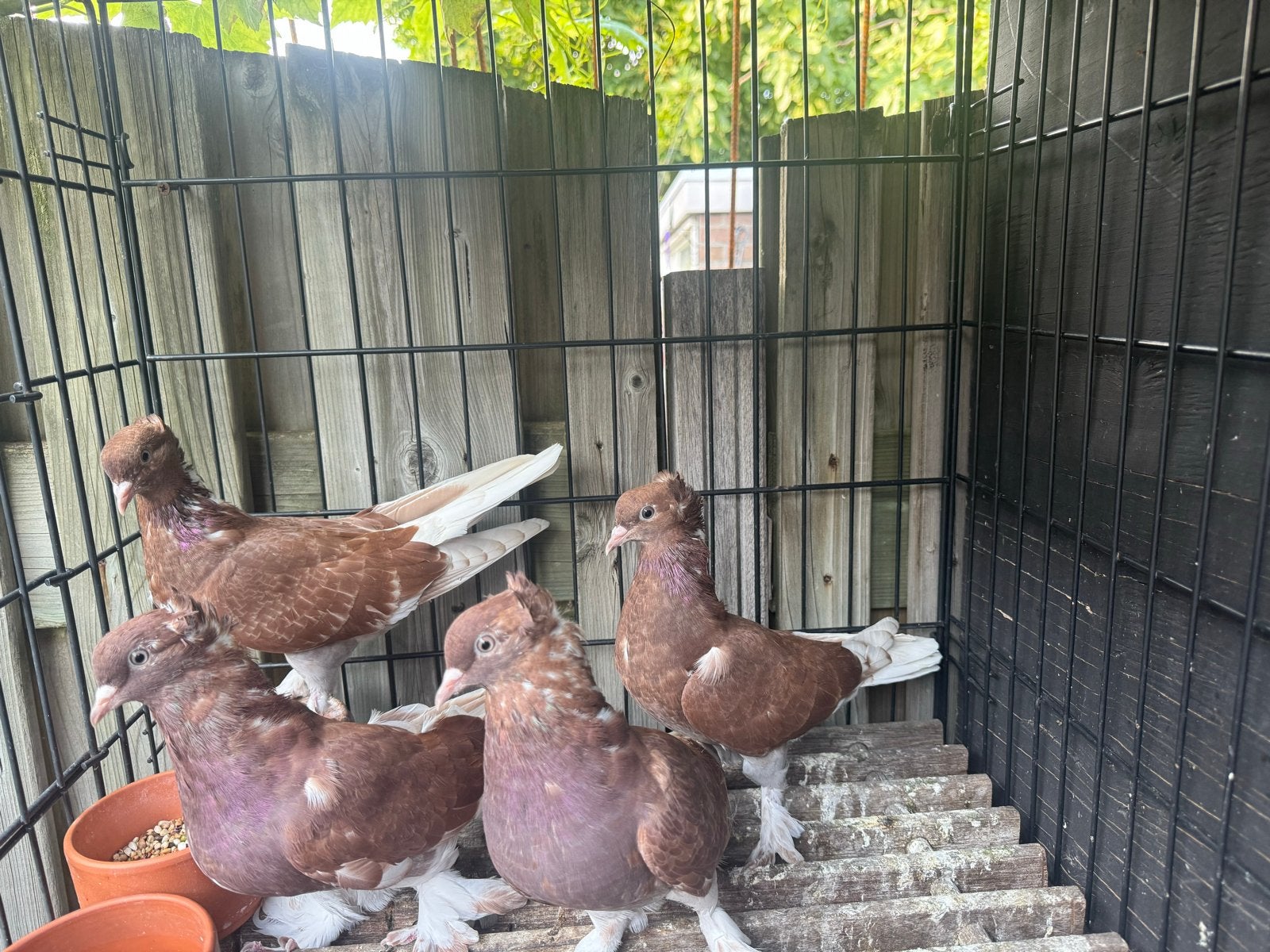 Takla duiven, Dieren en Toebehoren, Vogels | Overige Vogels, Meerdere dieren