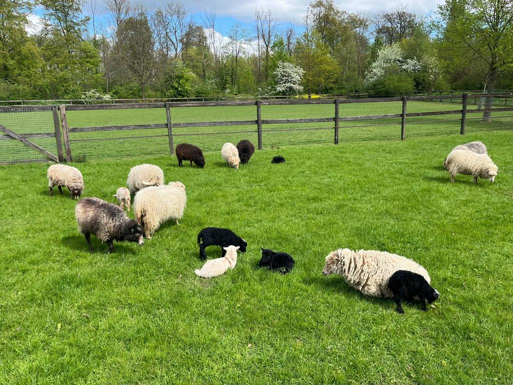 Het is weer Quessant lammetjes tijd!, Dieren en Toebehoren, Meerdere dieren, Schaap, 0 tot 2 jaar