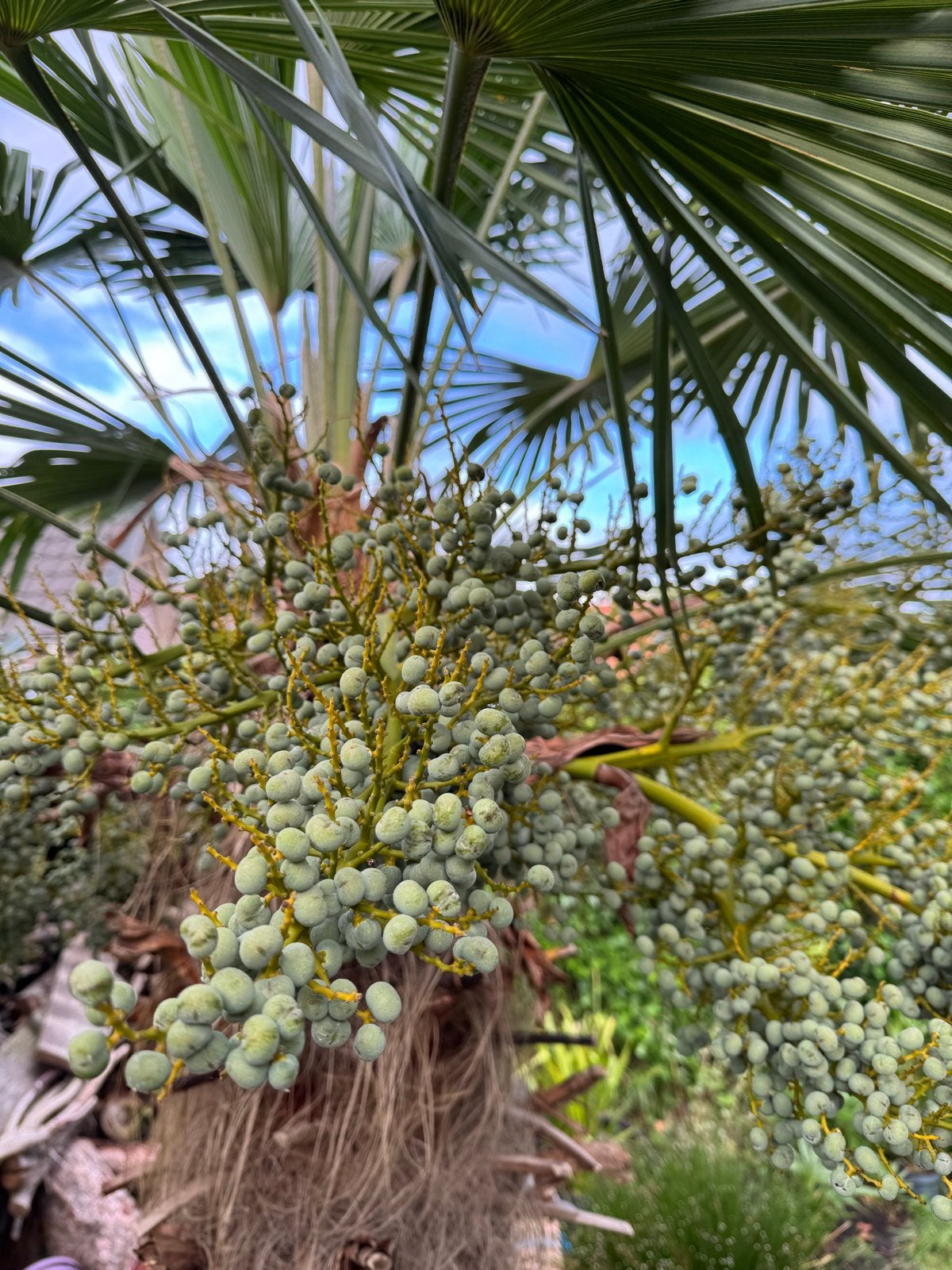 Verse palmboom zaden trachycarpus fortunei, Ophalen of Verzenden, Gehele jaar, Volle zon