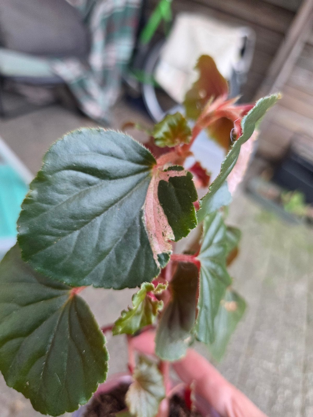 begonia cucullata pink varigata, Huis en Inrichting, Kamerplanten, Ophalen of Verzenden, Halfschaduw, Minder dan 100 cm