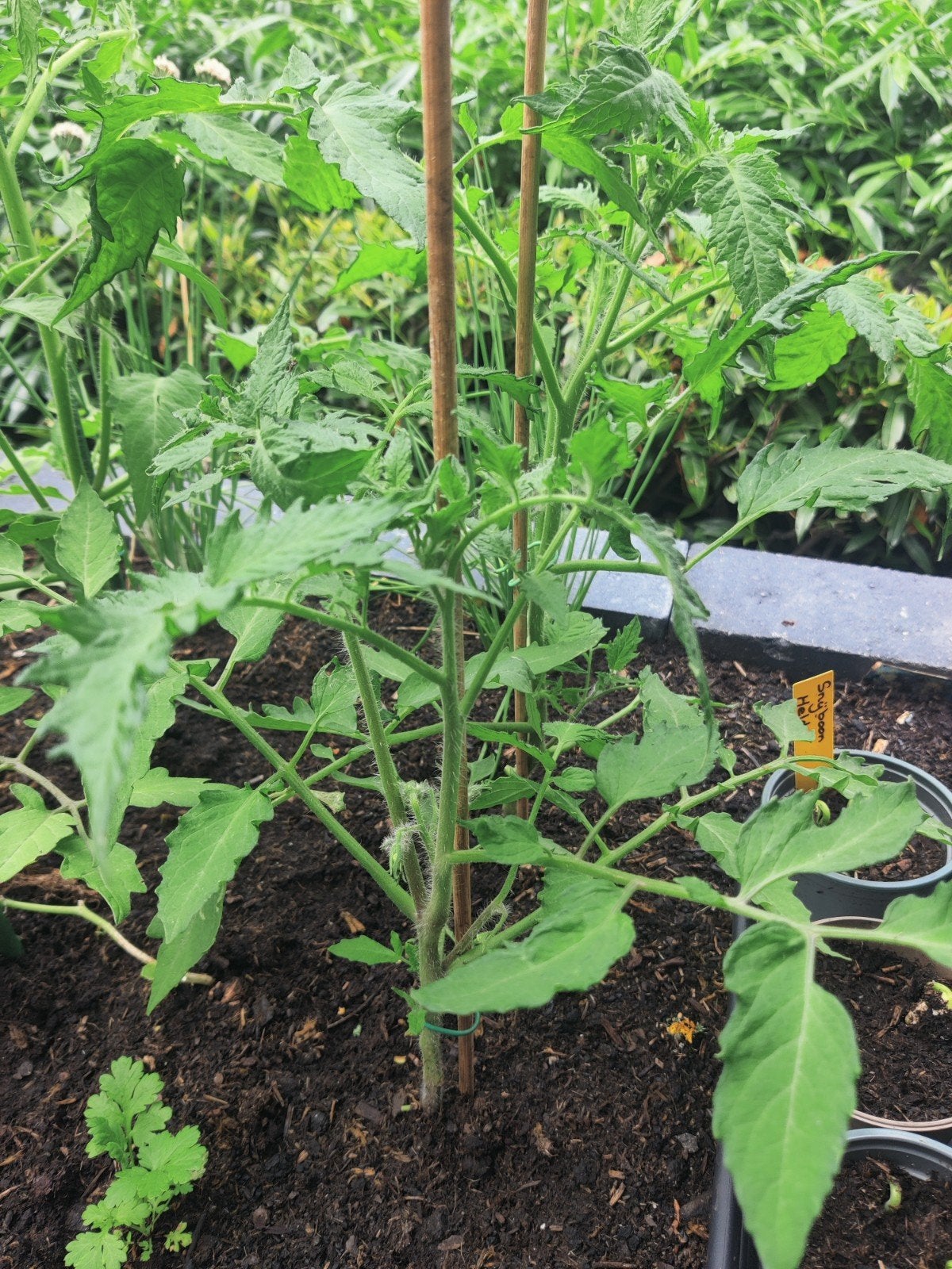 Tomaat coeur de boef , 6 stuks te koop, Ophalen, Eenjarig, Groenteplanten, Volle zon