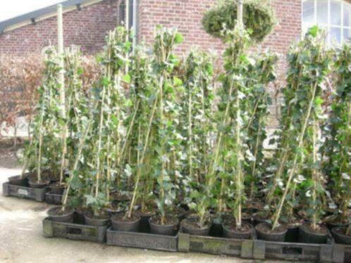 Hedera hibernica (klimop), Ophalen of Verzenden, Overige soorten, 100 tot 250 cm