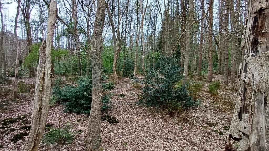 Bosgrond bosperceel Drenthe, Ophalen of Verzenden