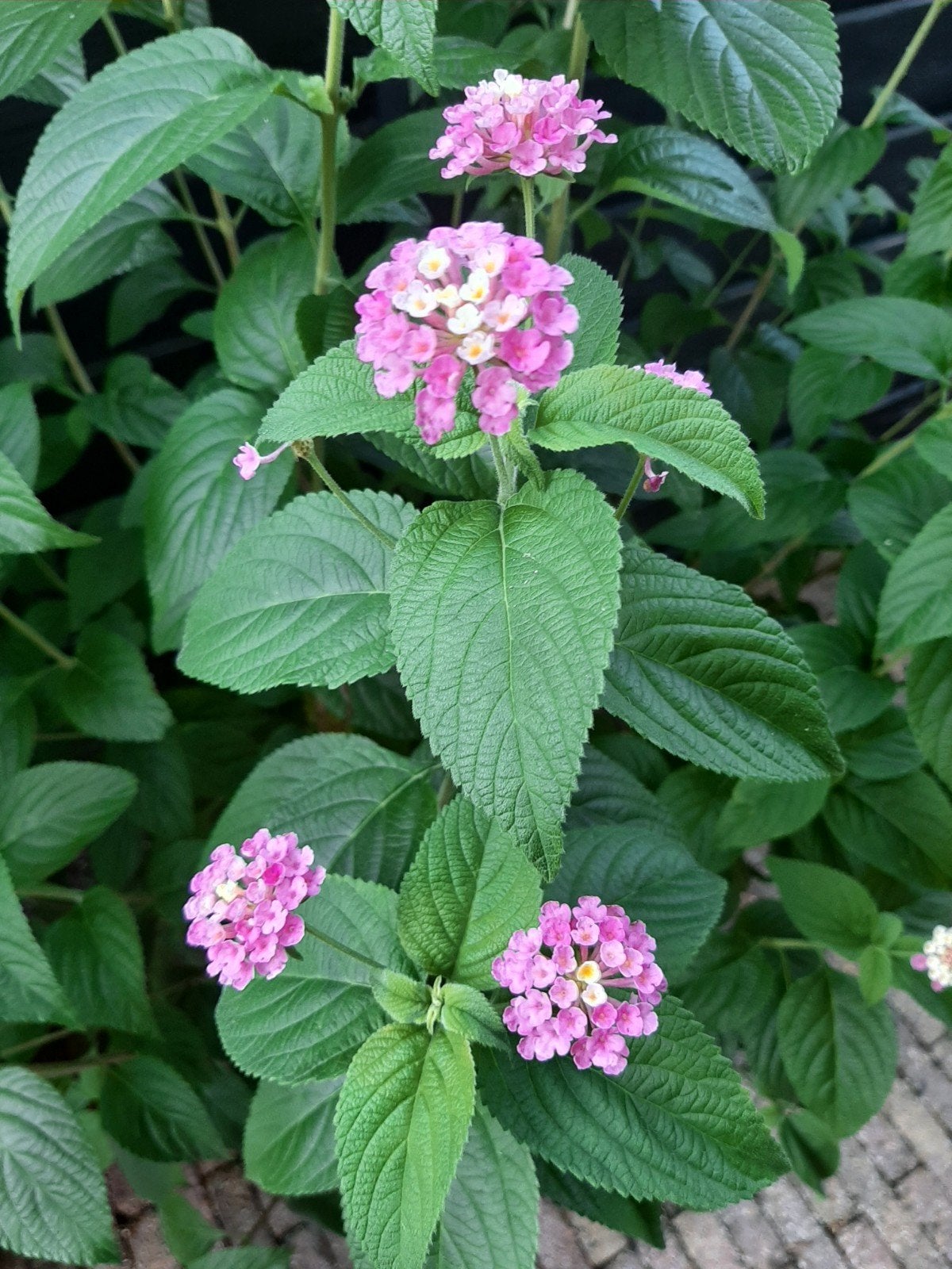 Lantana, Volle zon, Vaste plant, Zomer, Ophalen