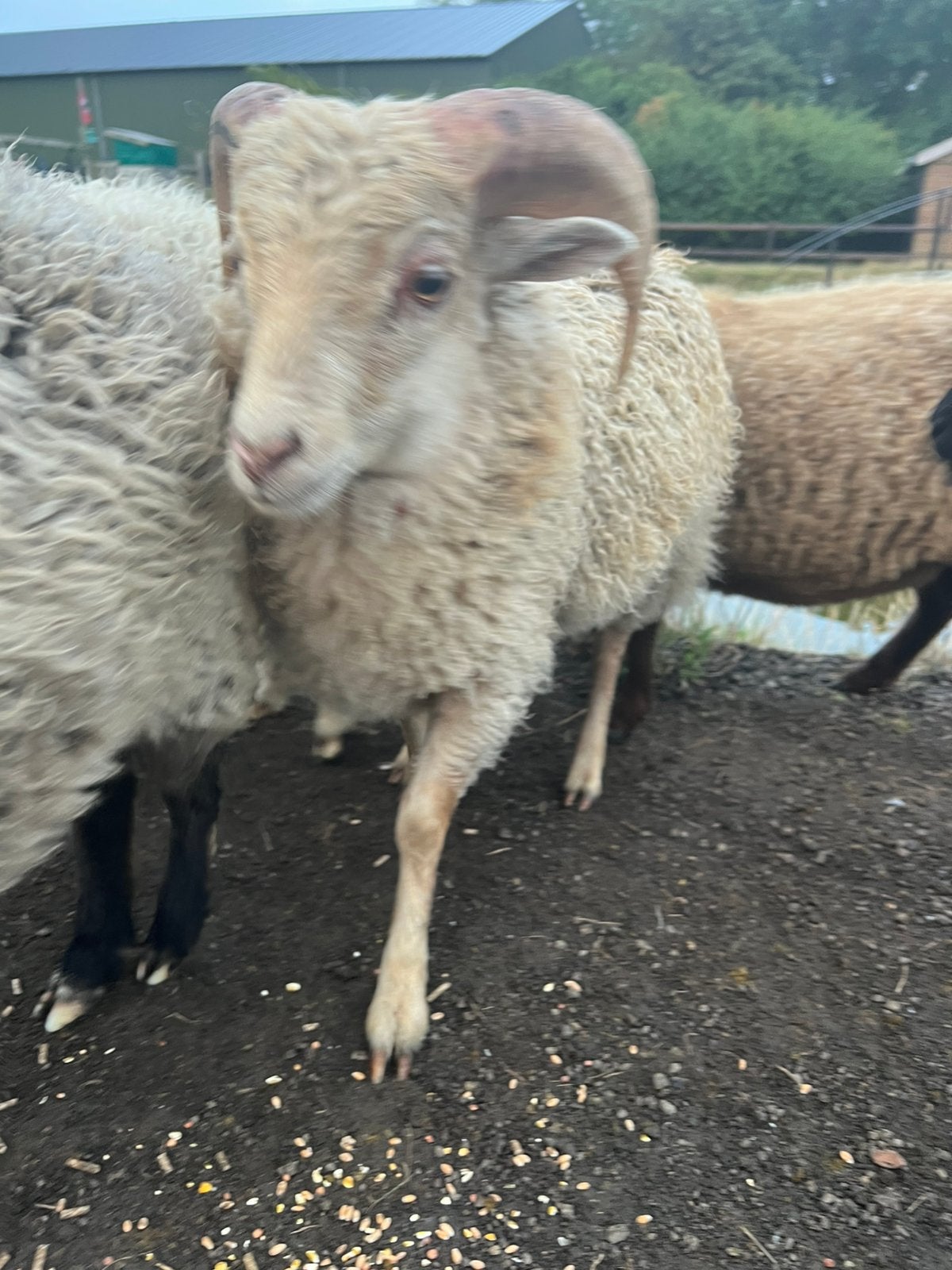 Oussesant schapen, Dieren en Toebehoren, Mannelijk, Schaap