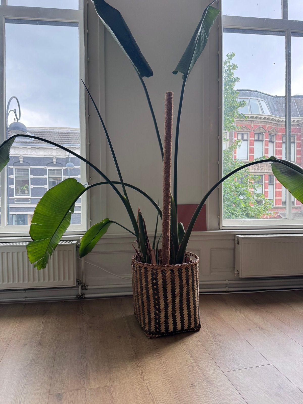 Grote Strelitzia nicolai (Paradijsvogelplant), Ophalen, Halfschaduw