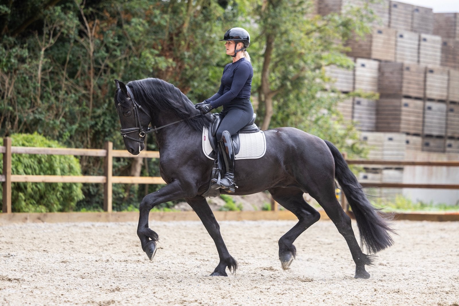 3 jarige Friese STER hengst te koop, Dieren en Toebehoren, Merrie, 160 tot 165 cm, Dressuurpaard, 3 tot 6 jaar