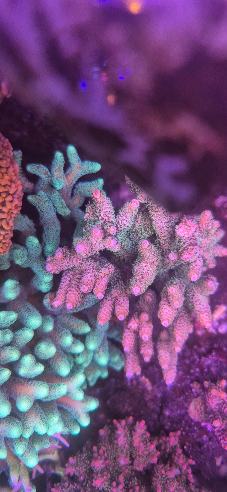 Millepora rainbow moeder dier, Dieren en Toebehoren, Overige typen, Zoutwatervis