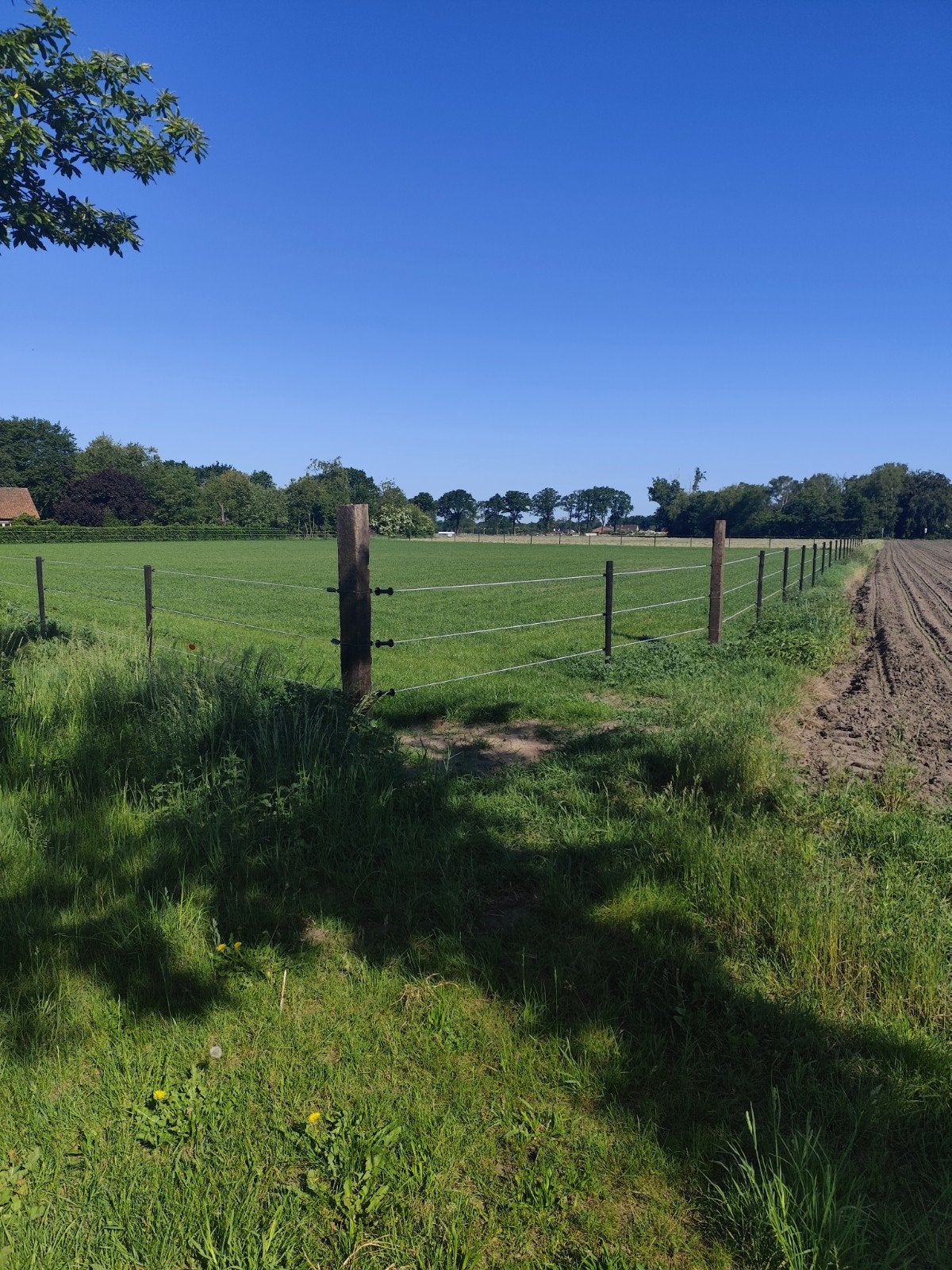 WEIDES voor Paarden
