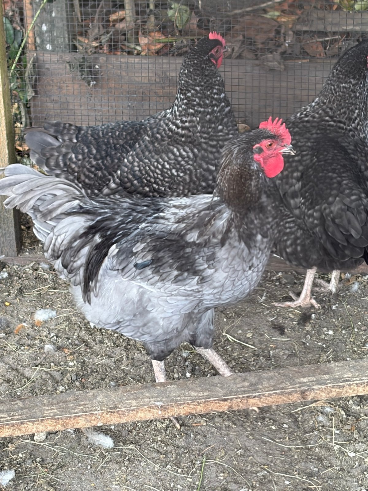 Hanen, Dieren en Toebehoren, Mannelijk, Kip