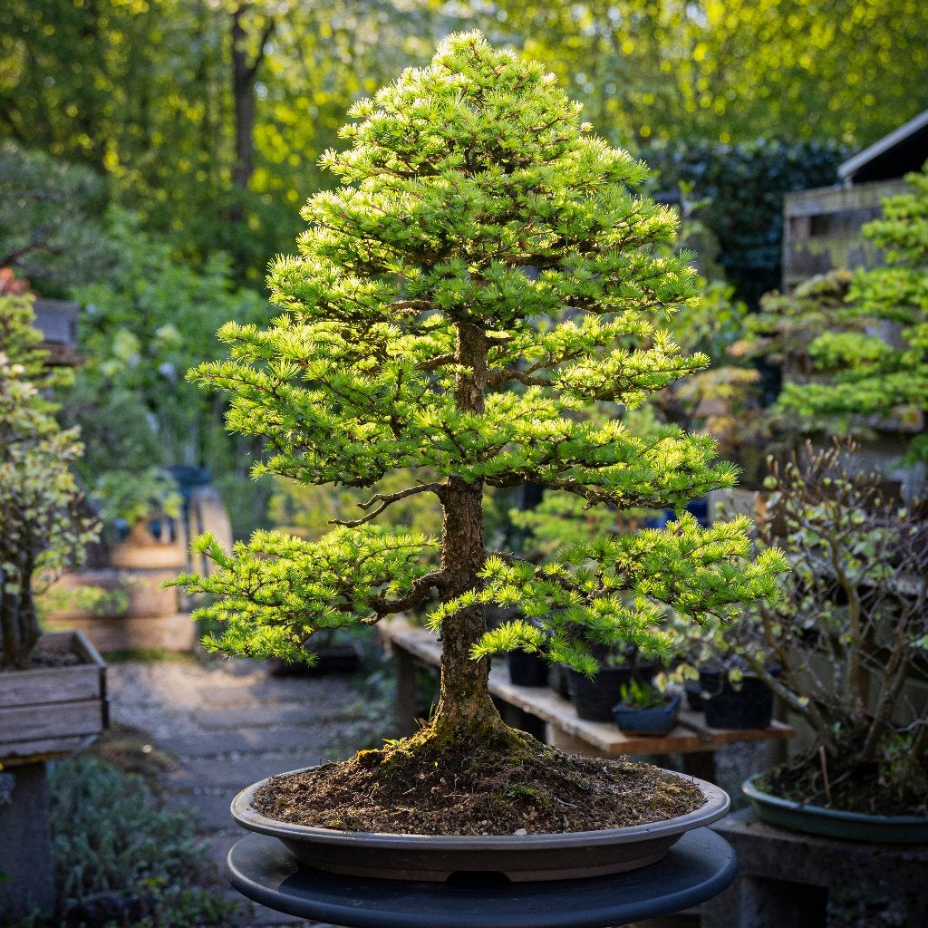 Bonsai workshop beginners 29 november in Utrecht, Tuin en Terras, Ophalen, Nieuw