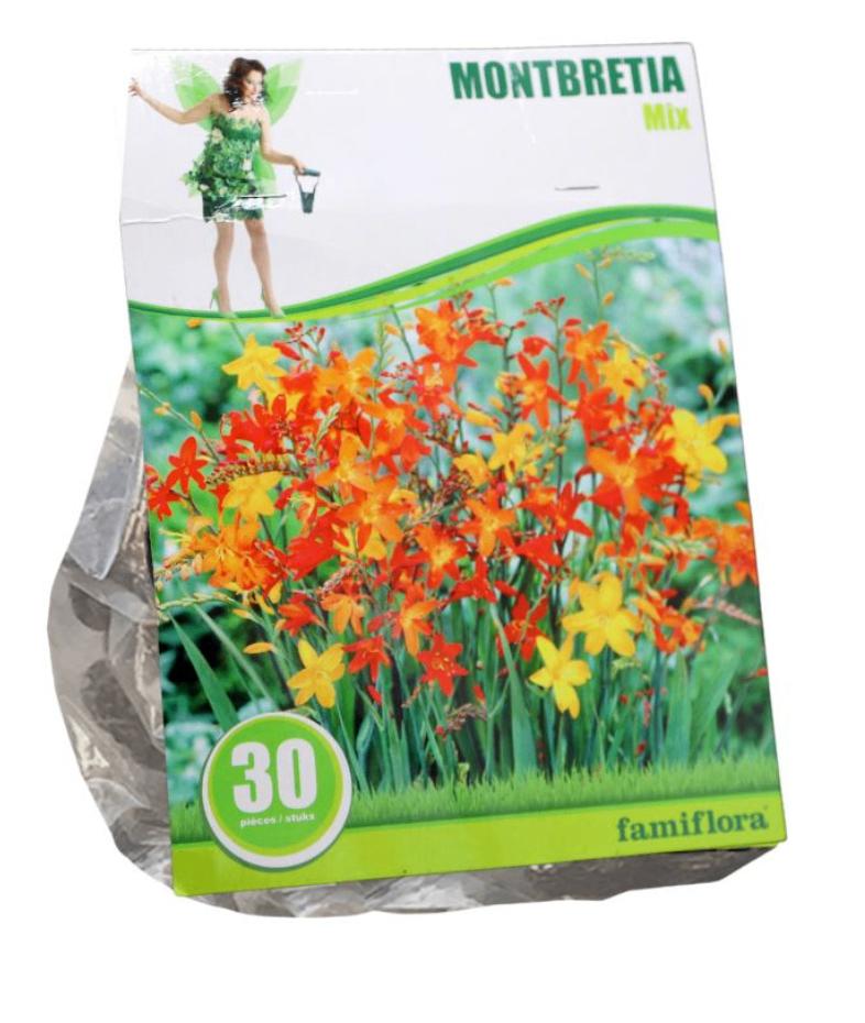 30 bollen Famiflora Crocosmia (Crocosmiiflora) Najaarsbloem, Tuin en Terras, Bloembollen en Zaden, Verzenden, Volle zon
