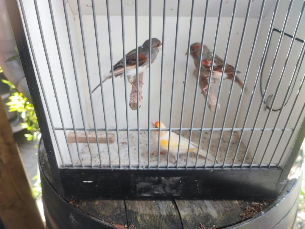 Harlekijn kanaries, Dieren en Toebehoren, Vogels | Kanaries, Meerdere dieren, Kleurkanarie