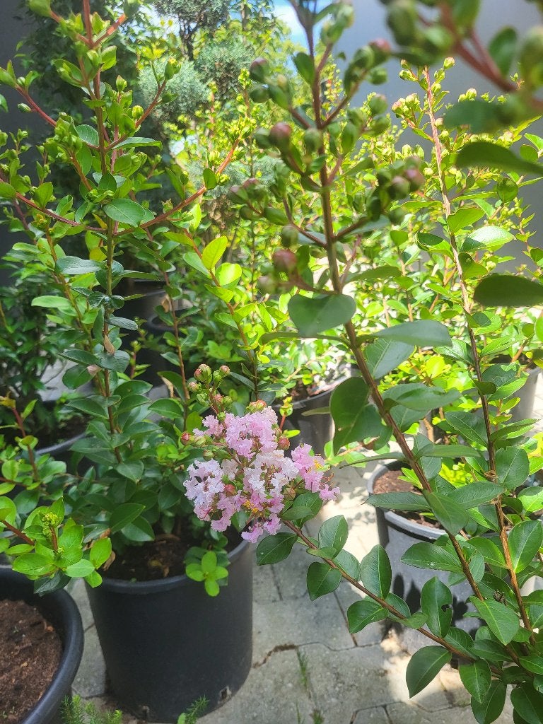 Lagerstroemia i  With Love Babe, Tuin en Terras, Herfst, Overige soorten, Minder dan 100 cm, Ophalen