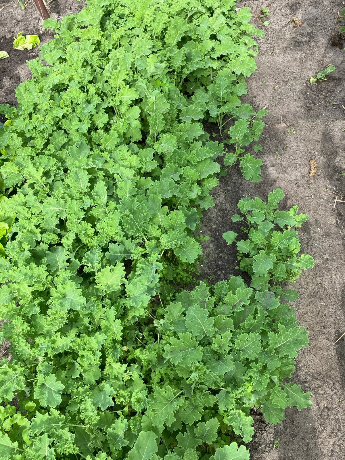 Verse Boerenkoolplanten voor uw moestuin, Ophalen, Volle zon, Groenteplanten, Eenjarig