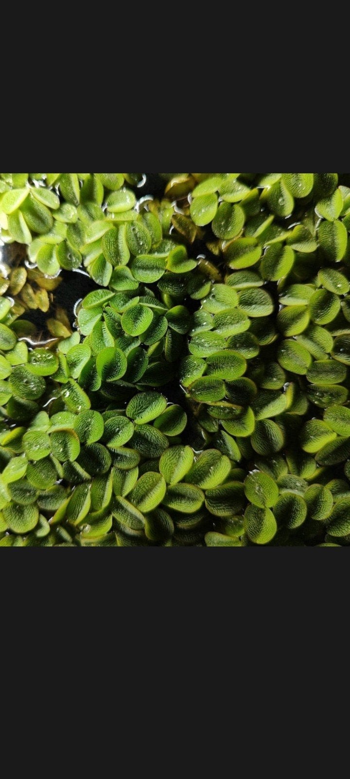 drijfplanten AQUARIUM  .2.euro ., Ophalen, Overige soorten, Minder dan 100 cm