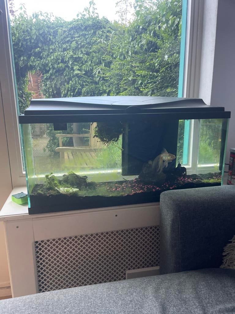 Aquarium + verlichting &!pomp. Plus twee sluierstaart vissen, Dieren en Toebehoren, Vissen | Aquaria en Toebehoren, Ophalen, Gebruikt