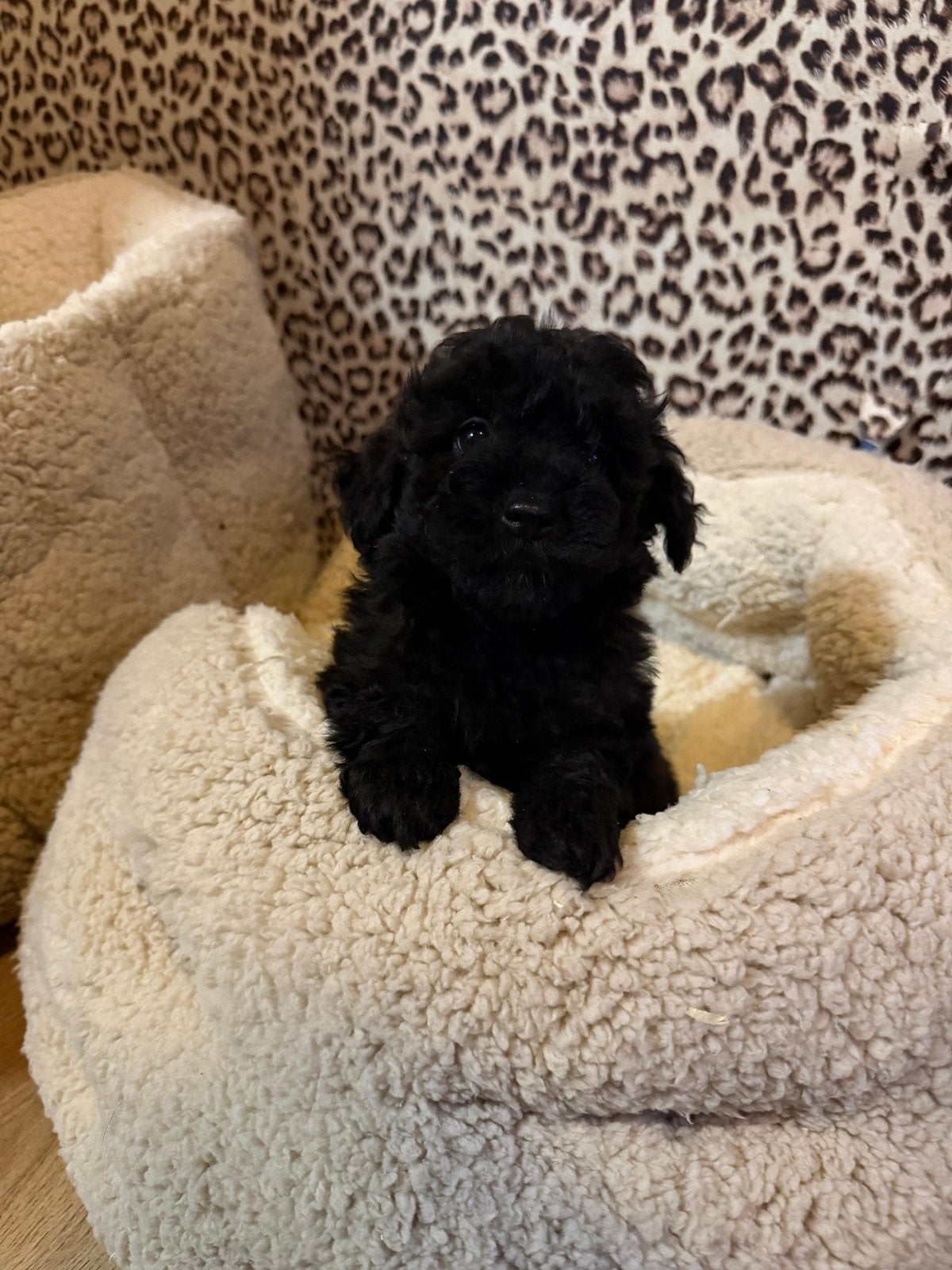 Maltipoo pups, maltipoo x toy poedel, Nederland, Overige rassen, CDV (hondenziekte), 8 tot 15 weken