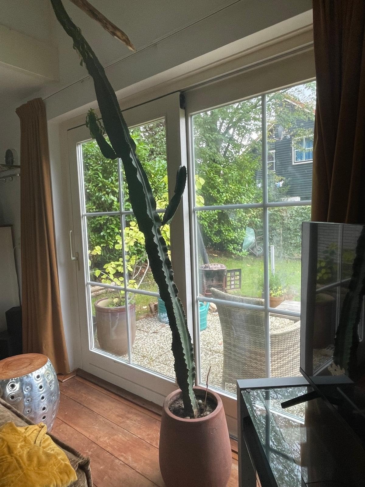 Grote Euphorbia Trigona Cactus - Wegens ruimtegebrek, Ophalen, Overige soorten, Struik, 250 cm of meer